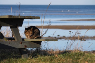 STRANDVEJEN, LYSTRUP STRAND. katten nyder forårssolen